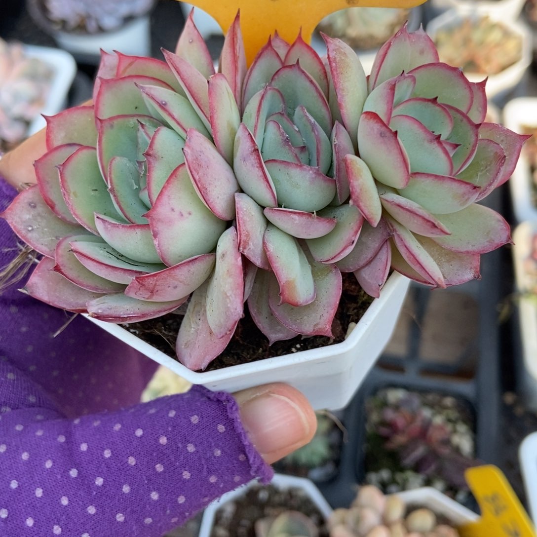 2099牡丹亭多肉植物