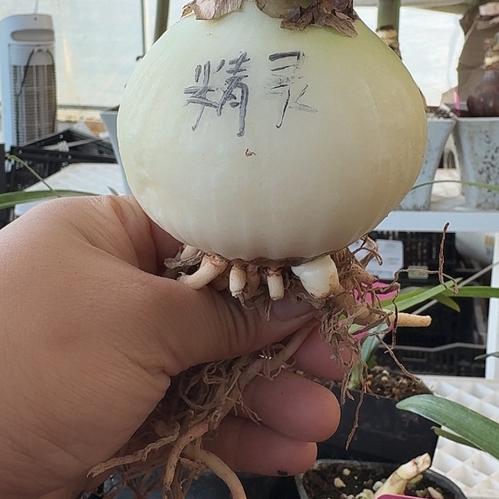 无花朵精灵朱顶红直径7.5左右 