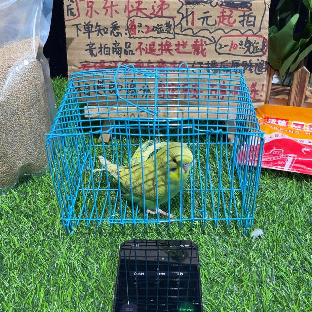 H***俊虎皮鹦鹉虎皮鹦鹉系列一只，竞拍不退不换