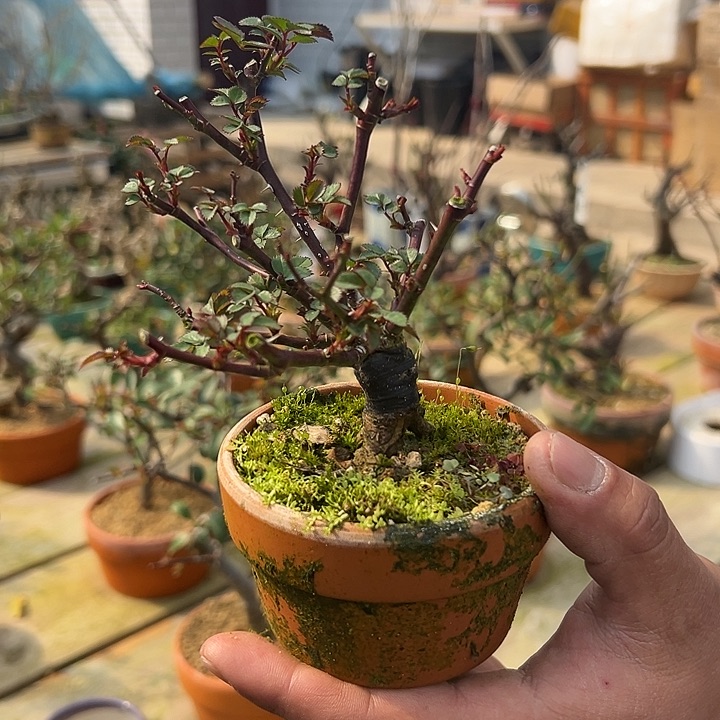 陶瓷茶台小品摆放月季