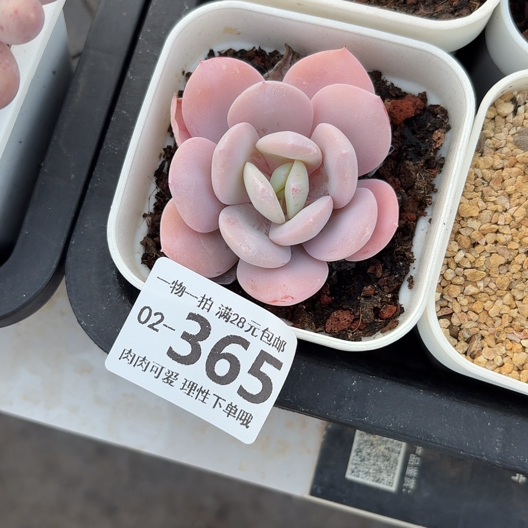 奶茶无盆土发货无