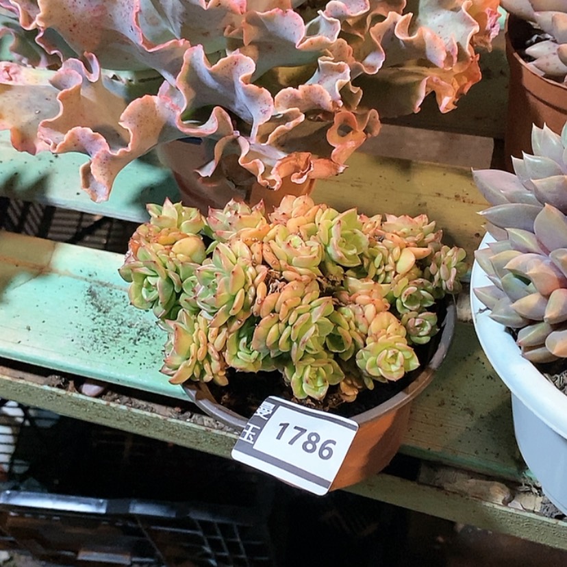 【闪购商品】蜡牡丹1786