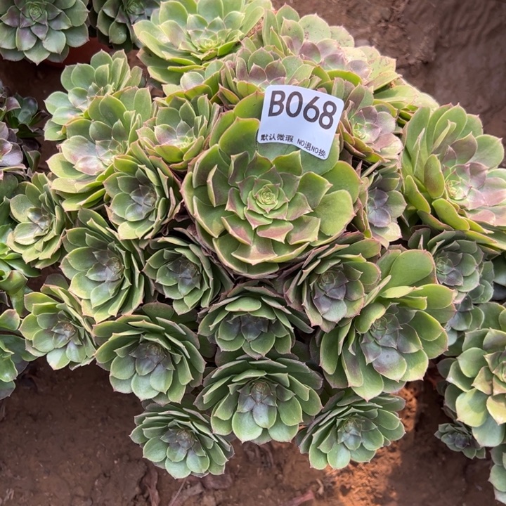 万圣节多肉植物068.微瑕