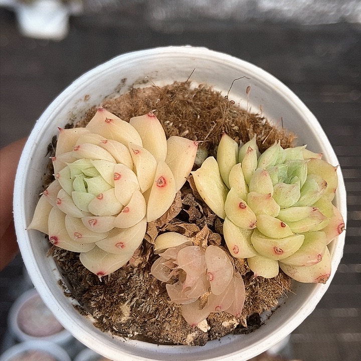 一物一拍满十元包邮发货 332