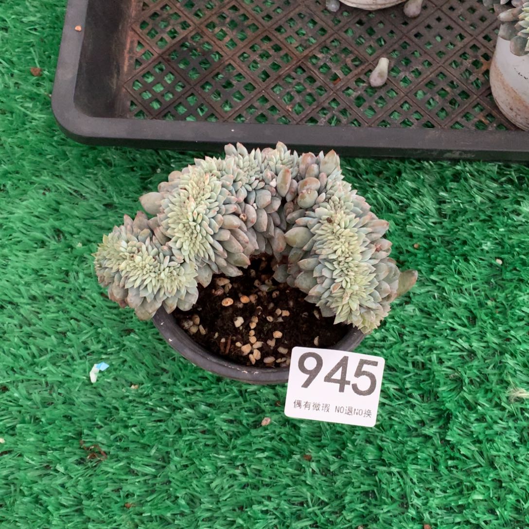 945橙子缀多肉植物