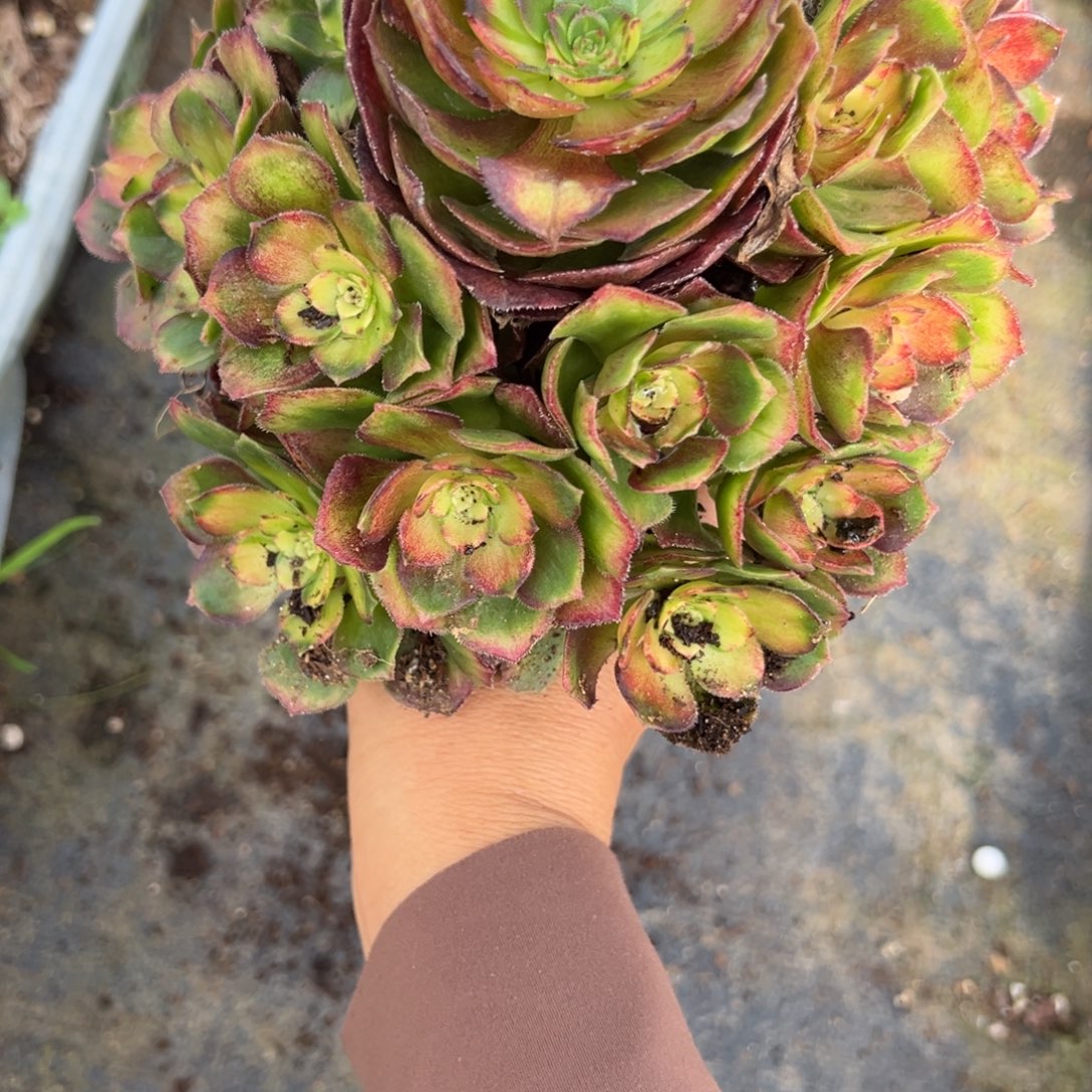 218龙鳞多肉多肉多肉多肉