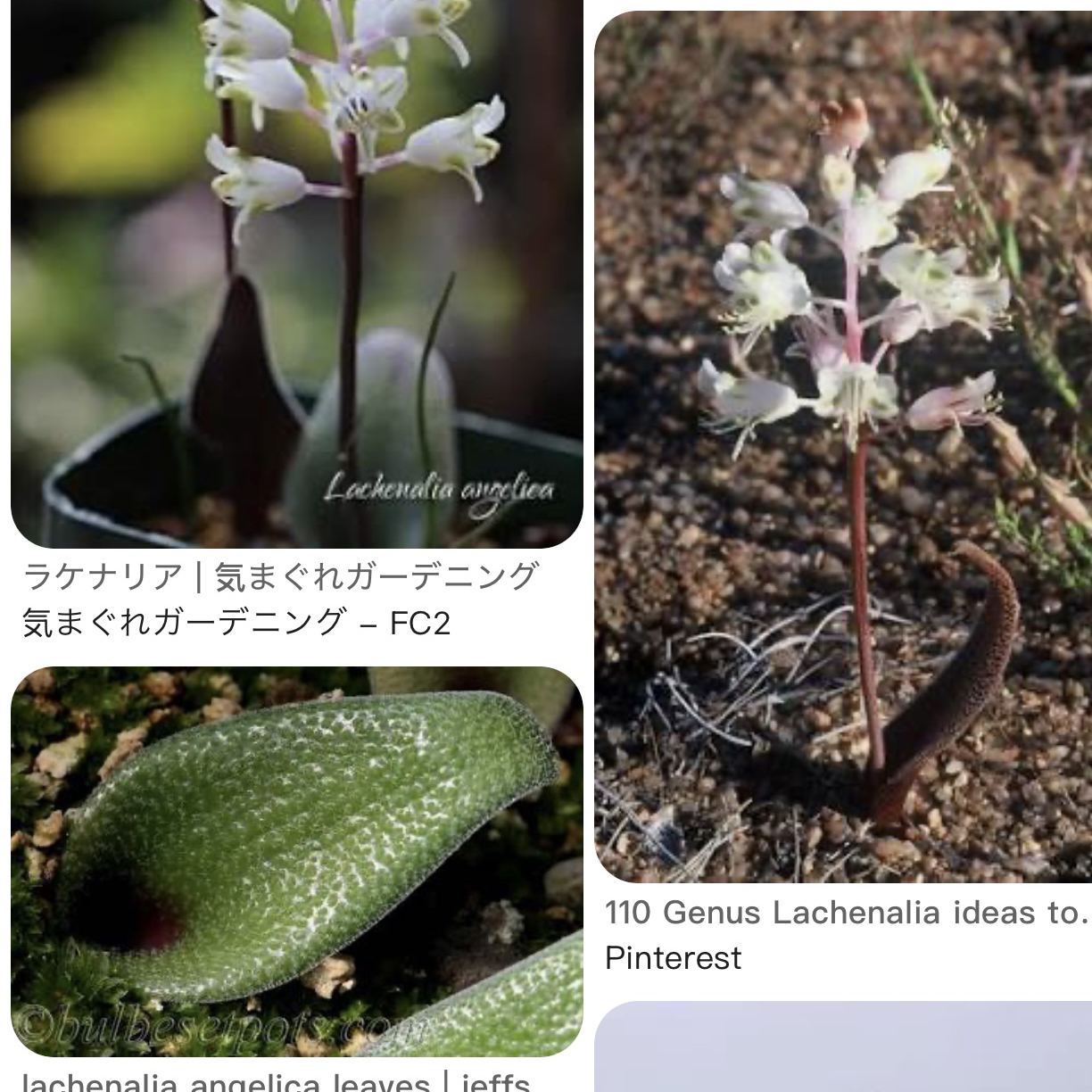 花医生园艺DF3.0132C Lachenalla angelica天使立金花单球0.7cm+