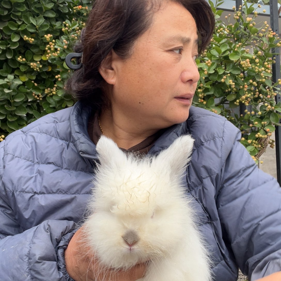 英系安哥拉宠物养