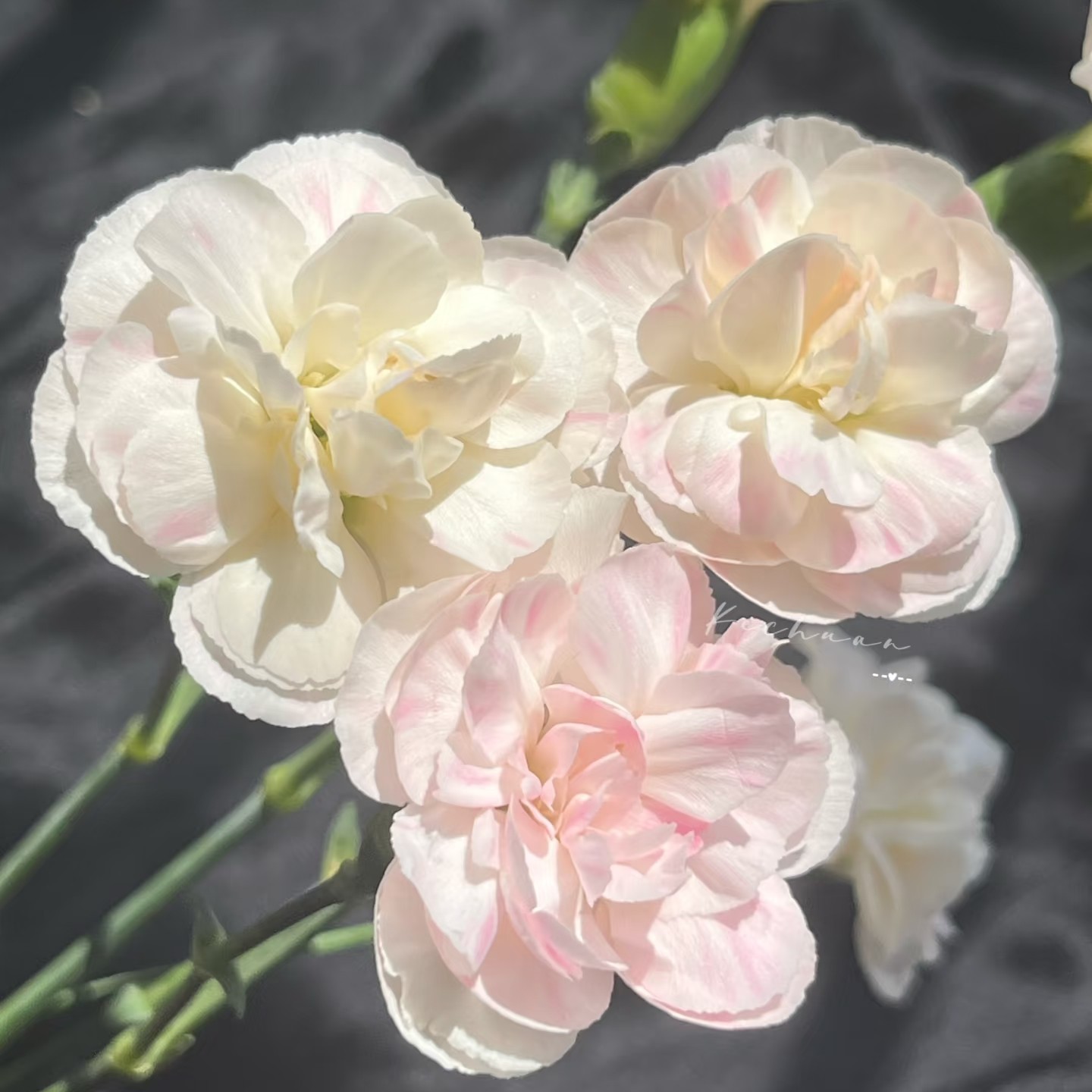 【新品粉公主多头康乃馨】不包邮 偏远地区有运费 云南鲜花直发