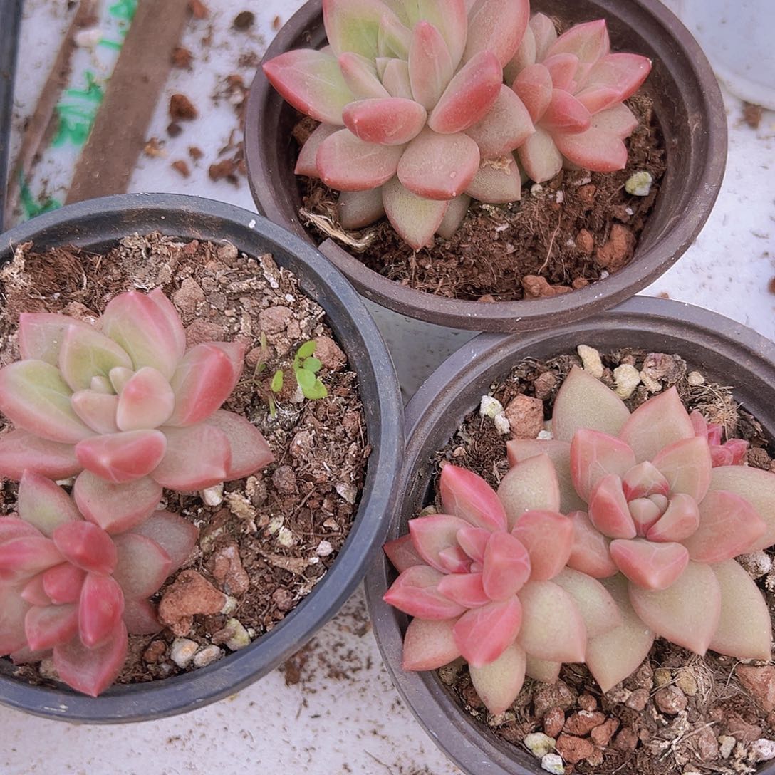 双头迷雾泡泡19包邮