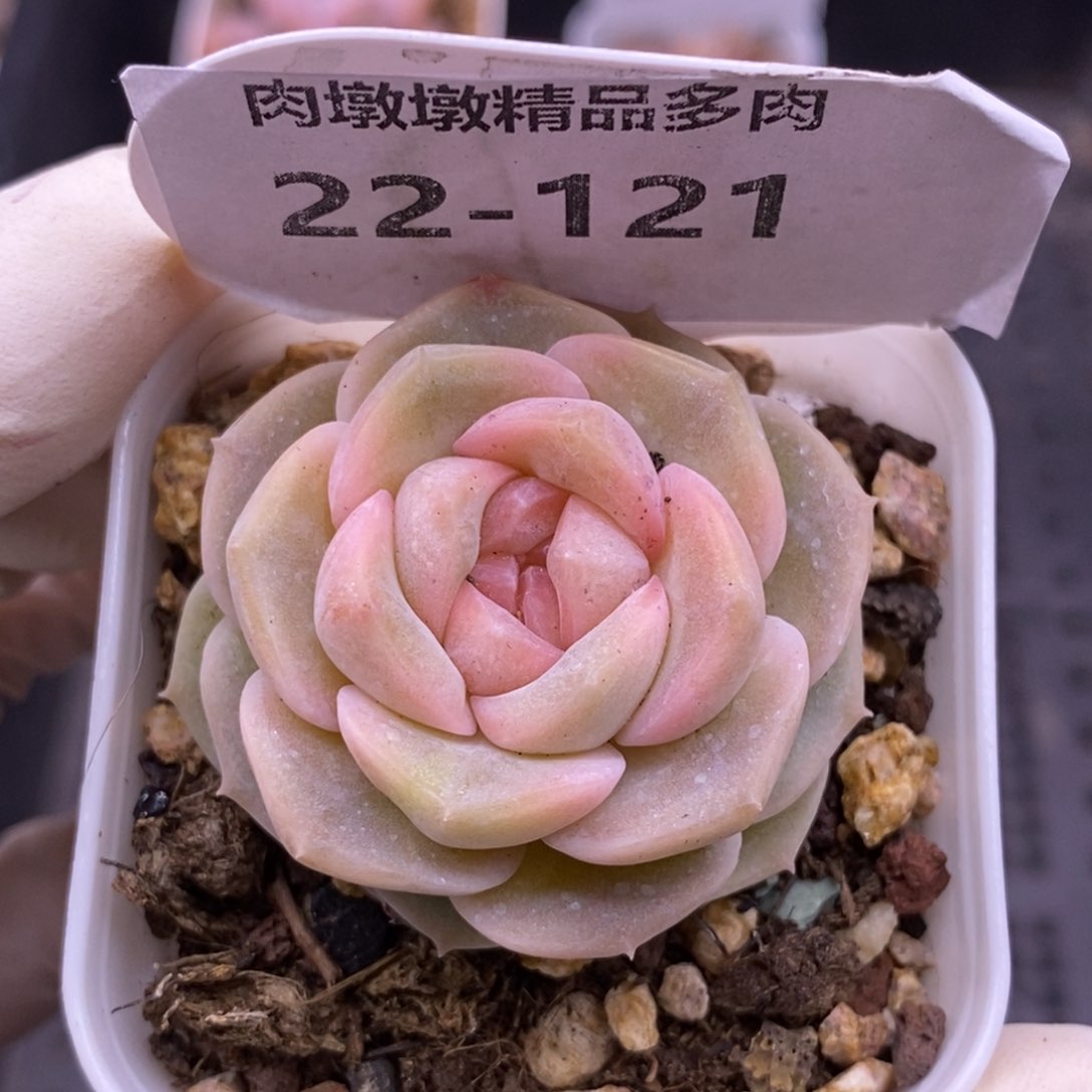 【闪购商品】22-121良辰