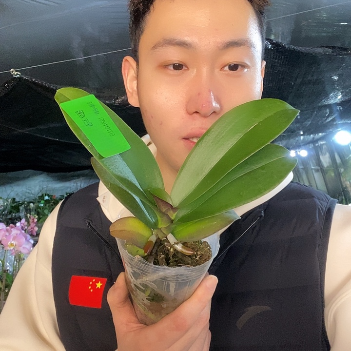无花朵俊成蝴蝶兰