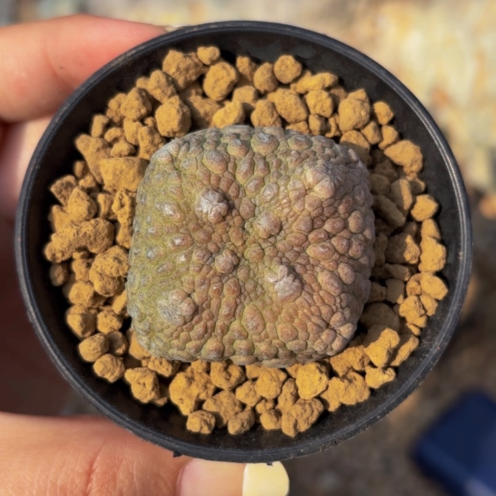 m实生国内四方凝提玉渐变粉