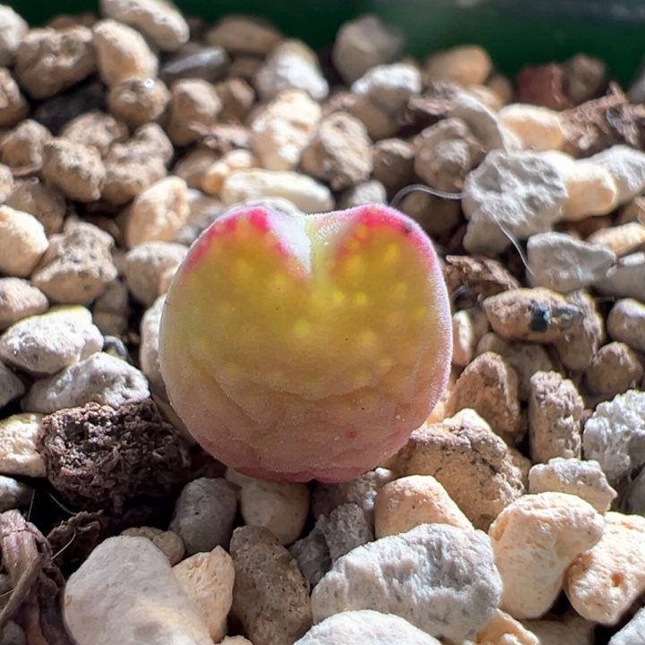 A790.  优选超好看胖球体458超尖耳皮卡丘。 两年。  