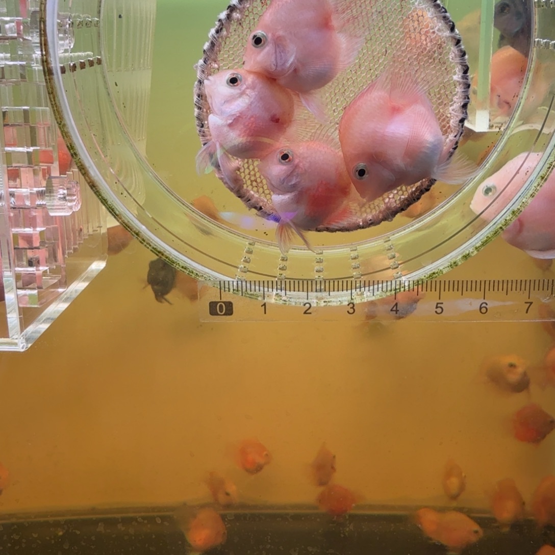 鹦鹉鱼胭脂粉一对