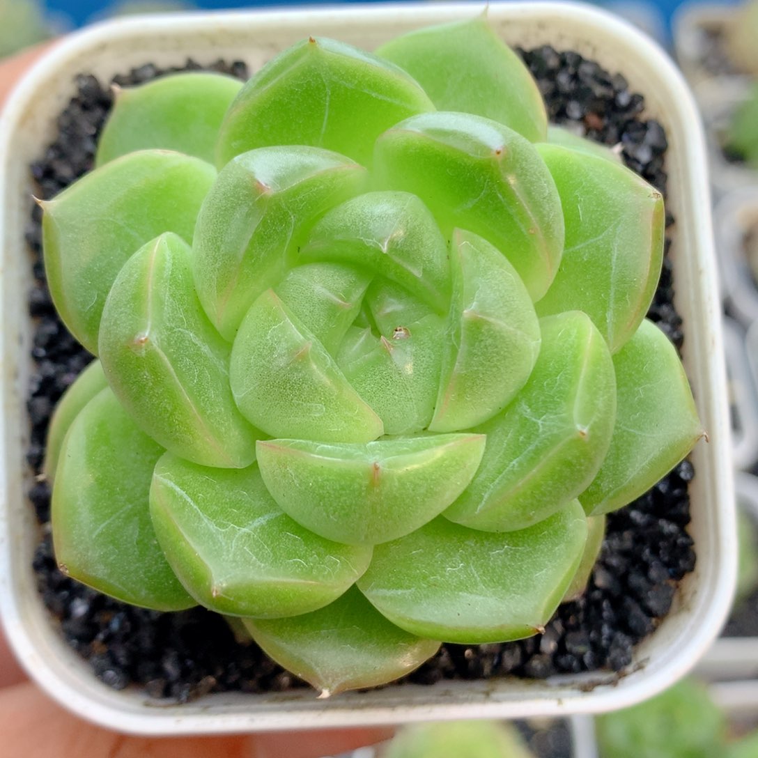 58包邮  群生不包整30