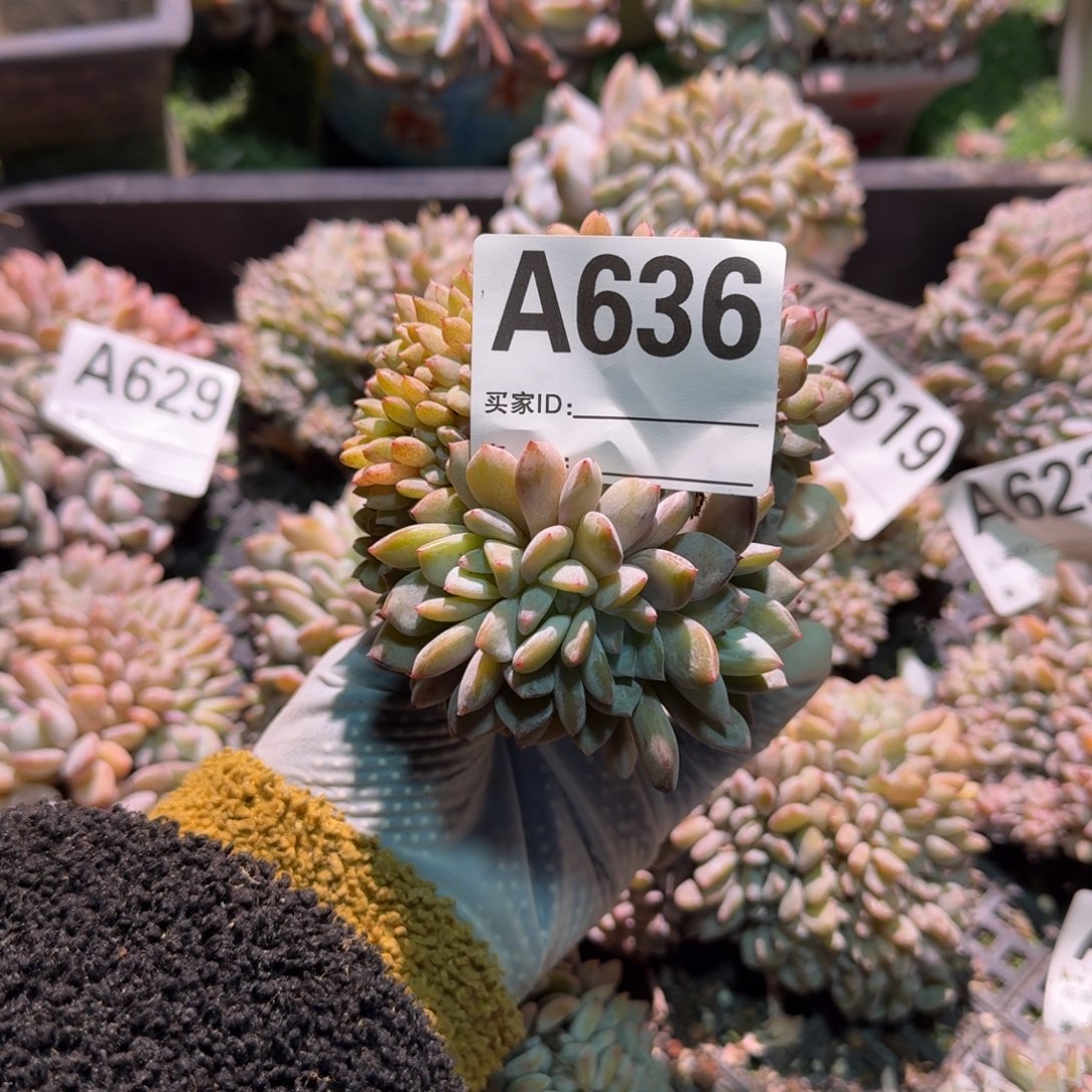 一排胸呀呀呀呀耶呀耶