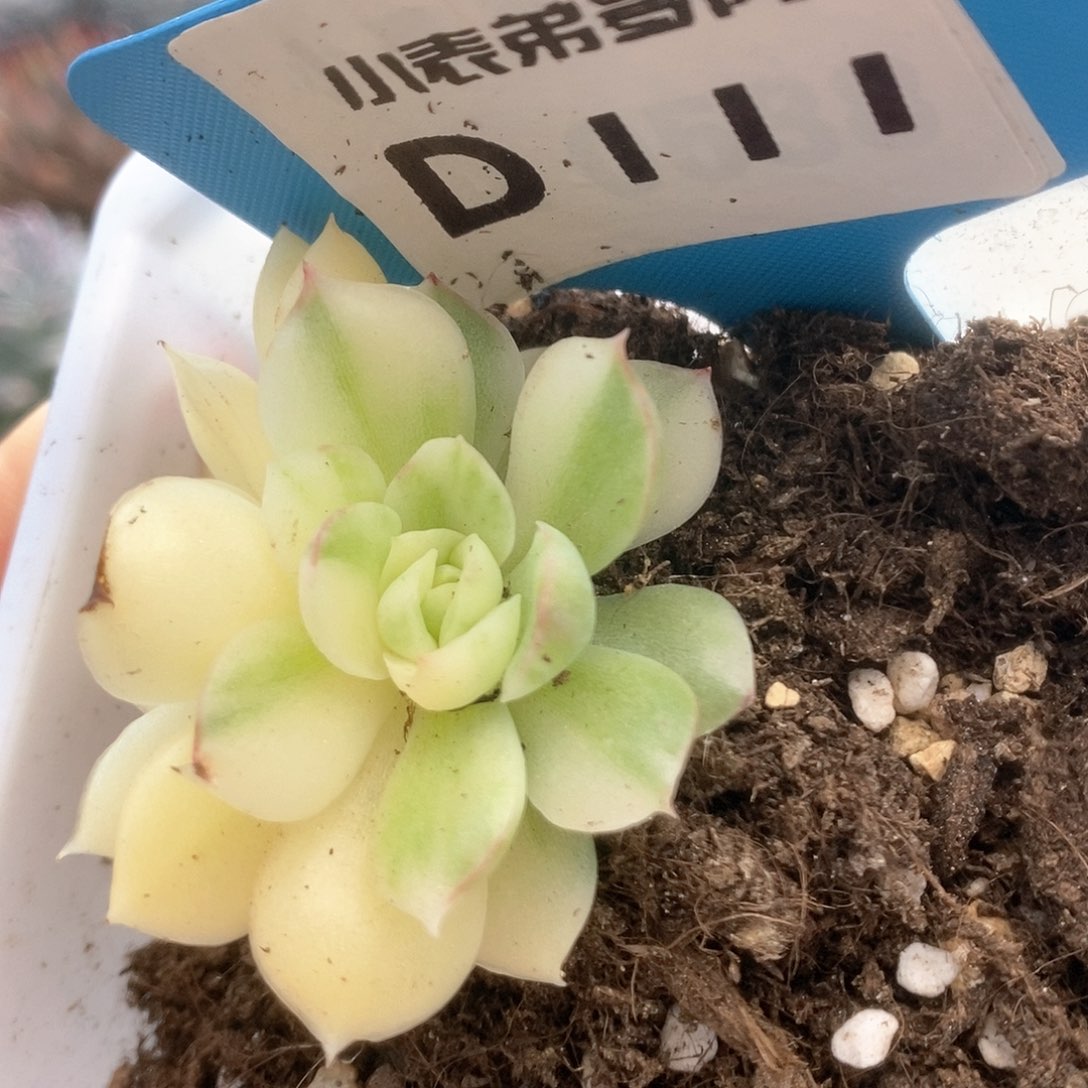 D111不知名锦锦锦锦锦