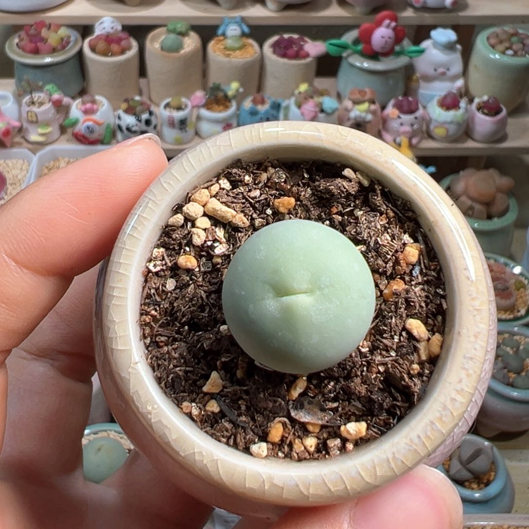 多肉植物155号鸽子蛋