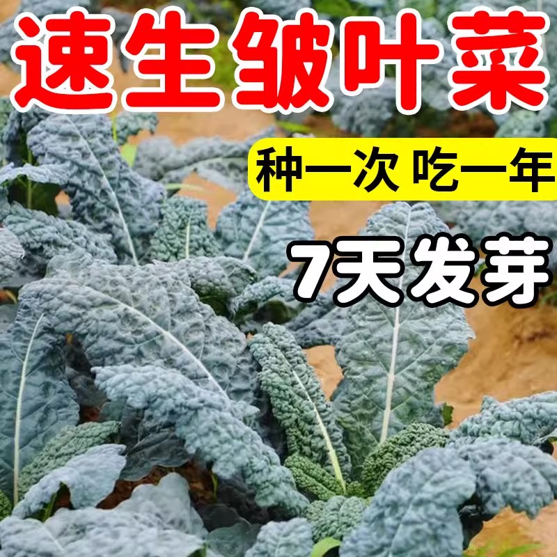 皱叶菜种苗黑叶羽衣甘蓝种籽营养沙拉菜四季种植秋冬新款蔬菜种籽
