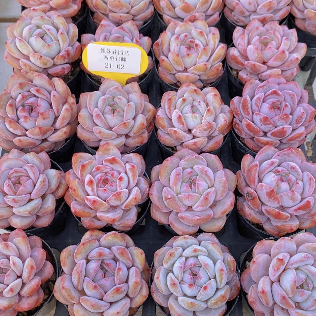 21-02-M精品石榴籽星影单头买一送一