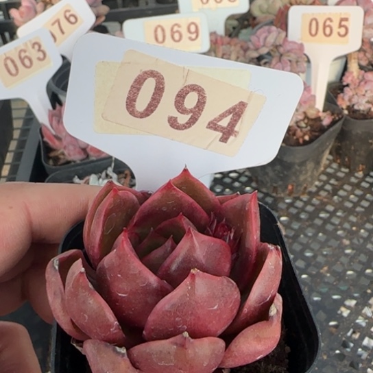 94红灯一物一拍多肉