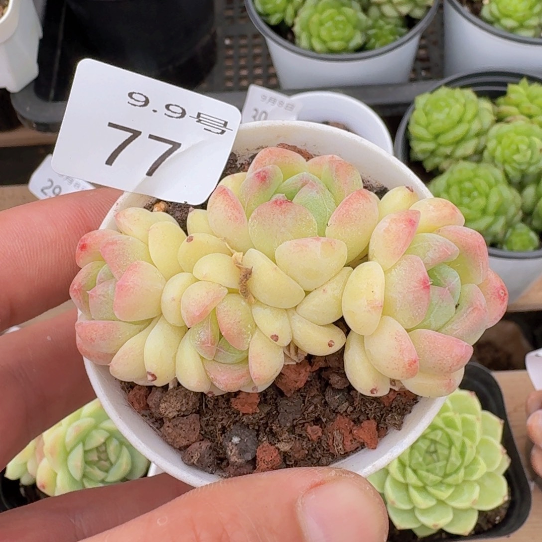 四头白桃汽水一颗脱土