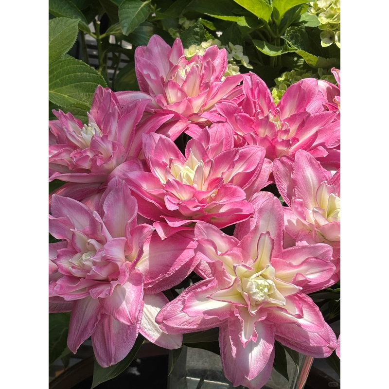 【莲花美景】重瓣香水百合 云南鲜切花 斗南鲜花卉家用鲜切百合花 M