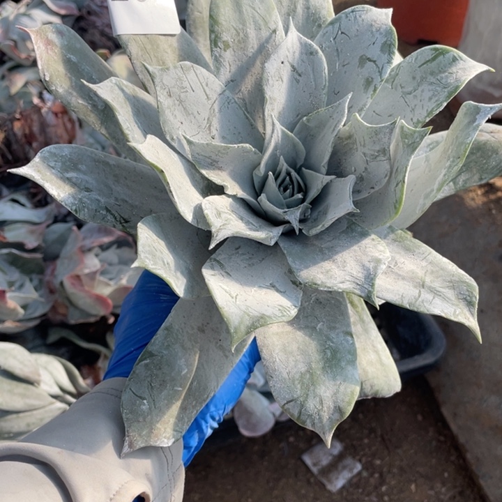 265号普芙雾冷塔多肉