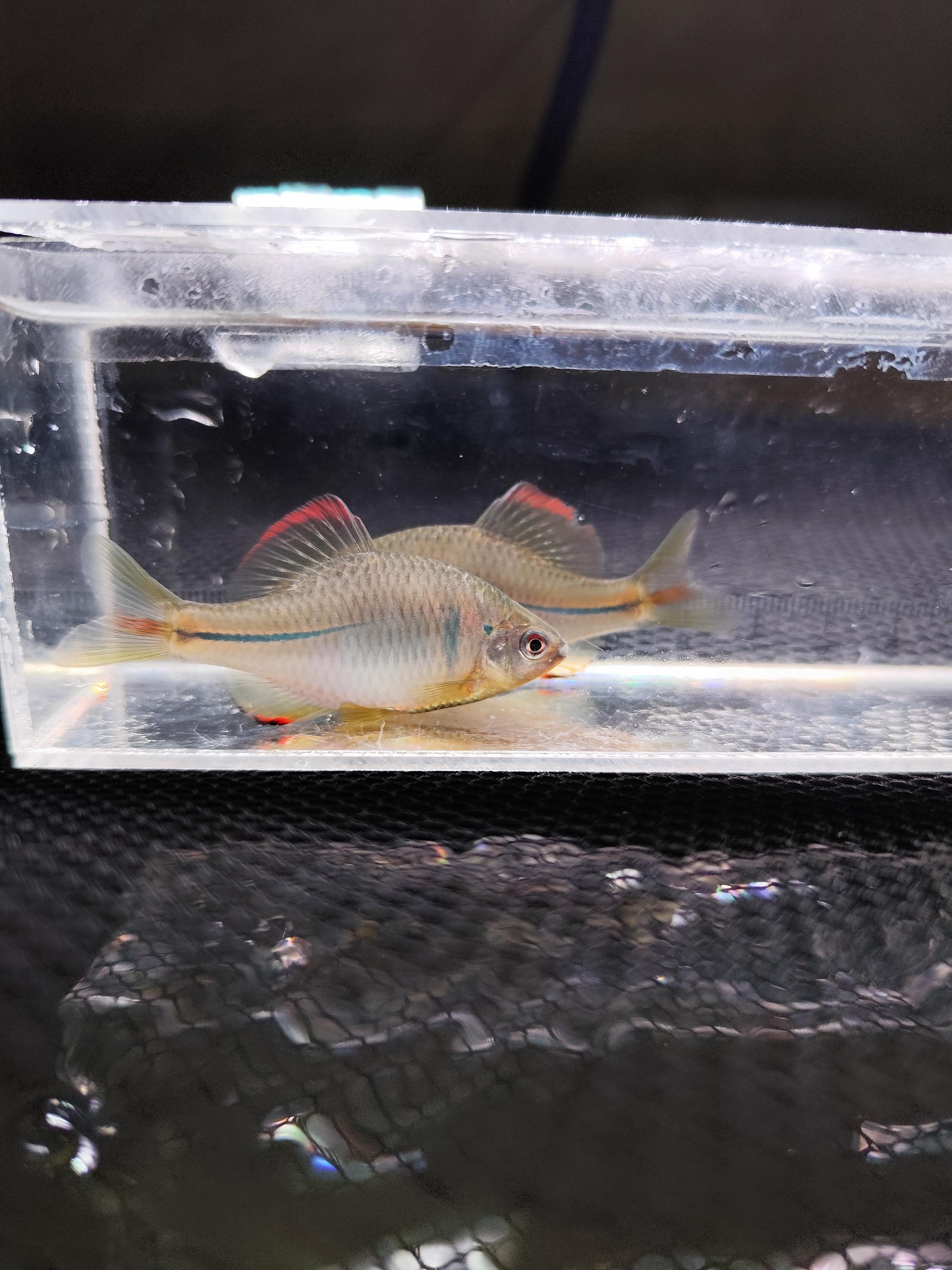 中华鳑鲏彩石鳑鲏鱼冷水鱼皮实好养溪流鱼 小型原生观赏鱼