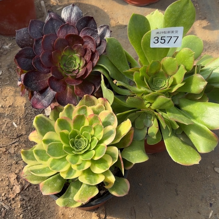 3颗多肉法师3577