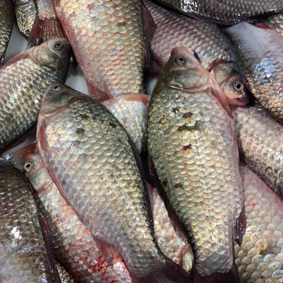 东北冷水野生鲫鱼5斤顺丰包邮