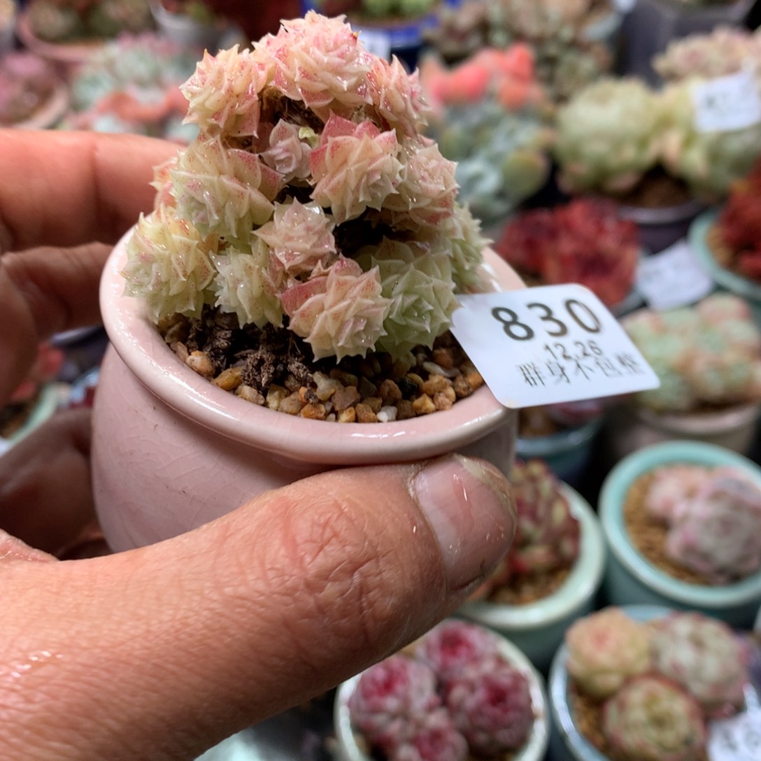 精控拇指盆12.26830