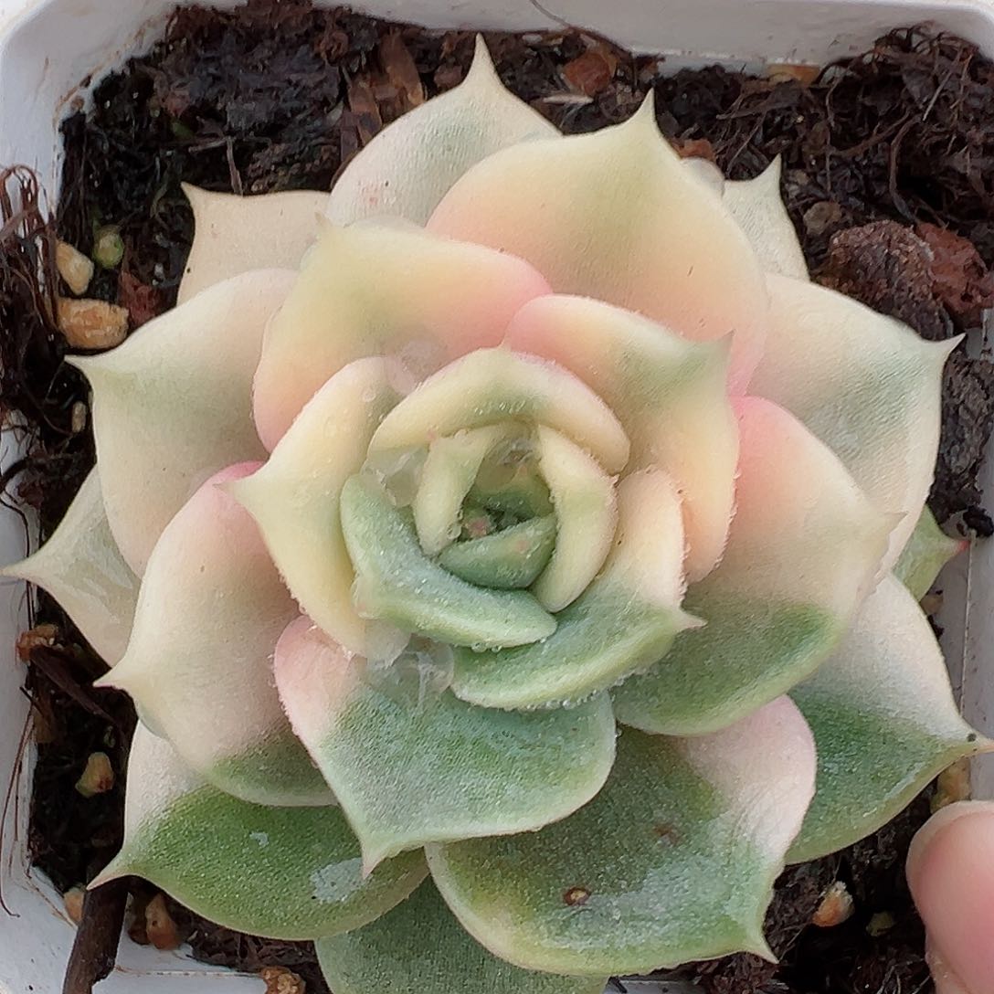 贝加尔湖锦，多肉植物
