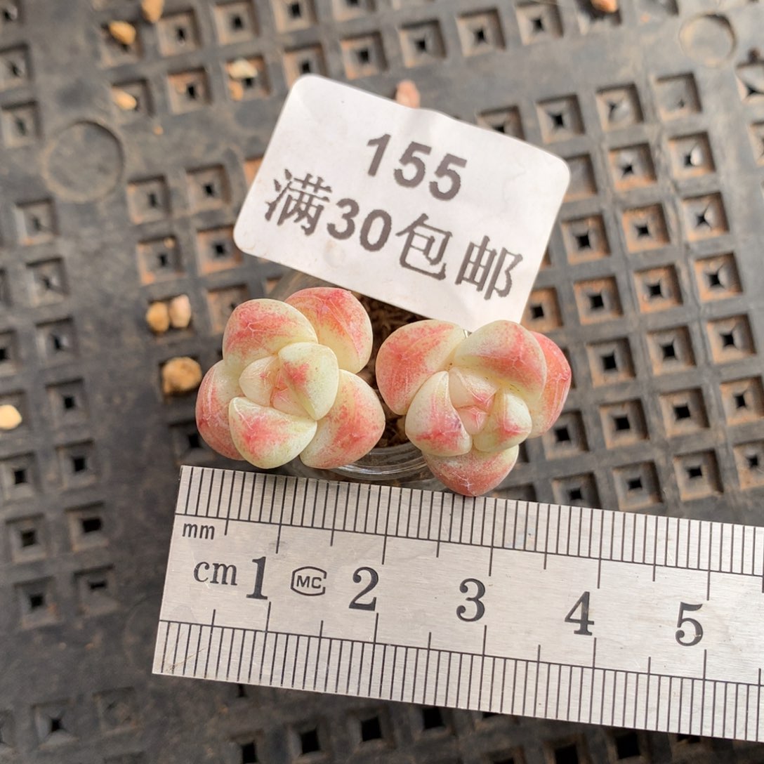 155。玻璃瓶小腿糖心。