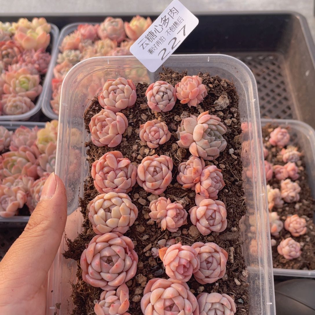 云糖心多肉植物227