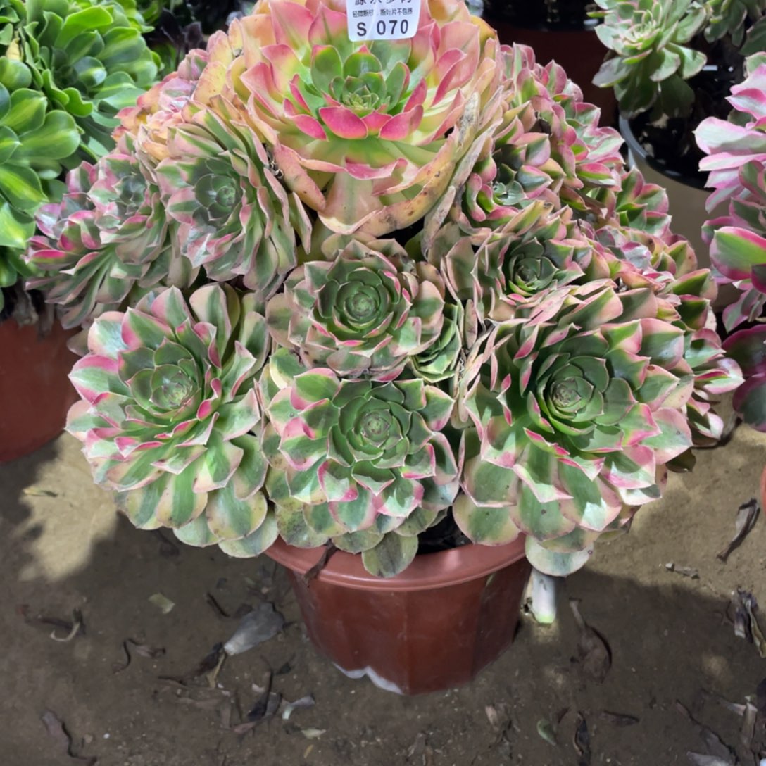 070雨荷多肉法师断枝不包
