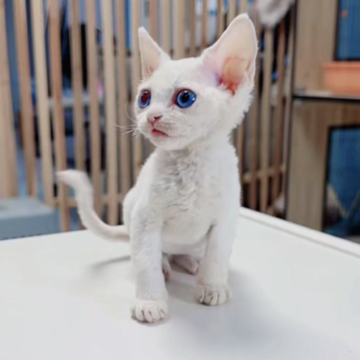 德文卷毛猫小娟宠物