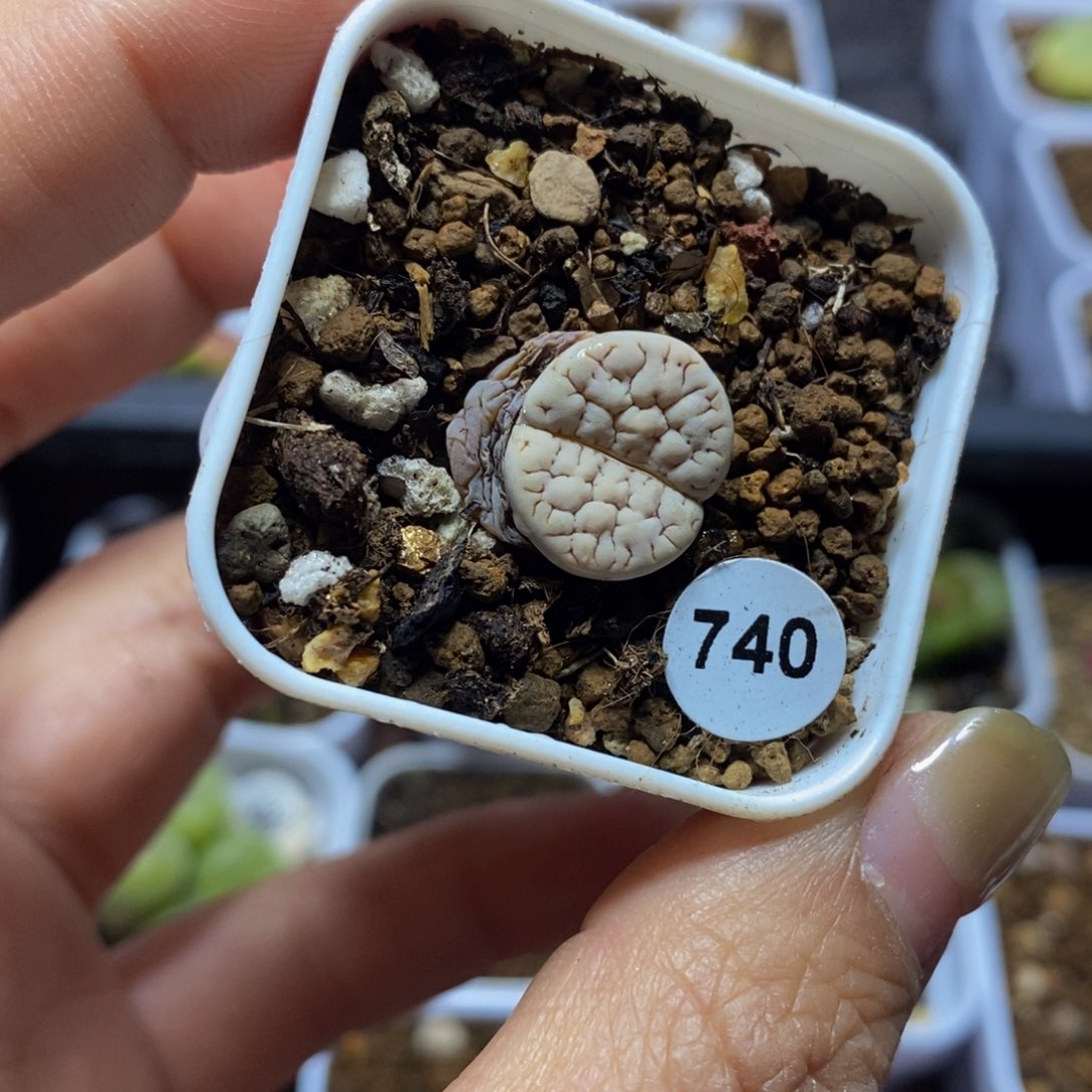 c189荒玉1.4cm多肉植物