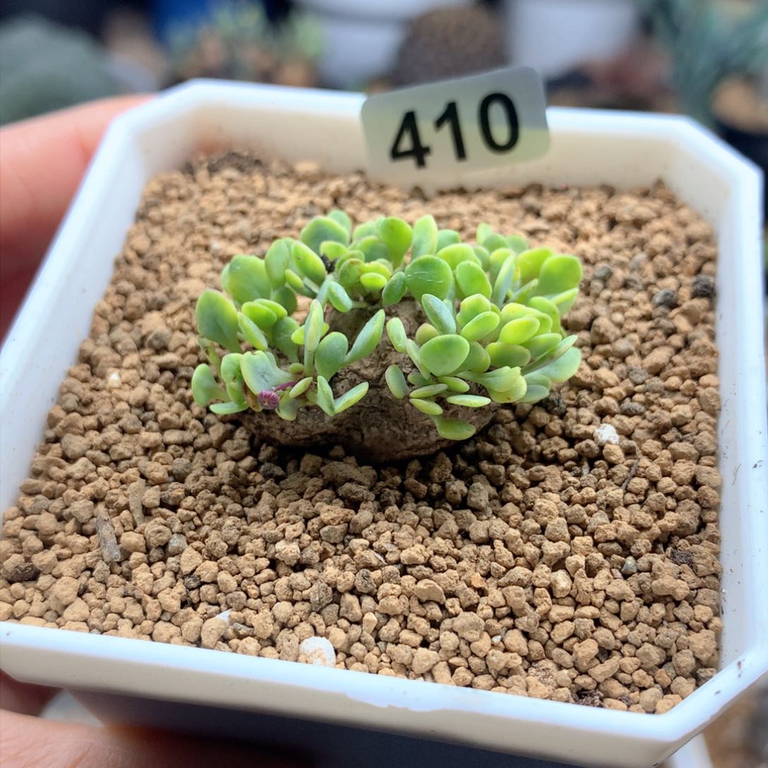 熔岩圆叶格加带盆多肉