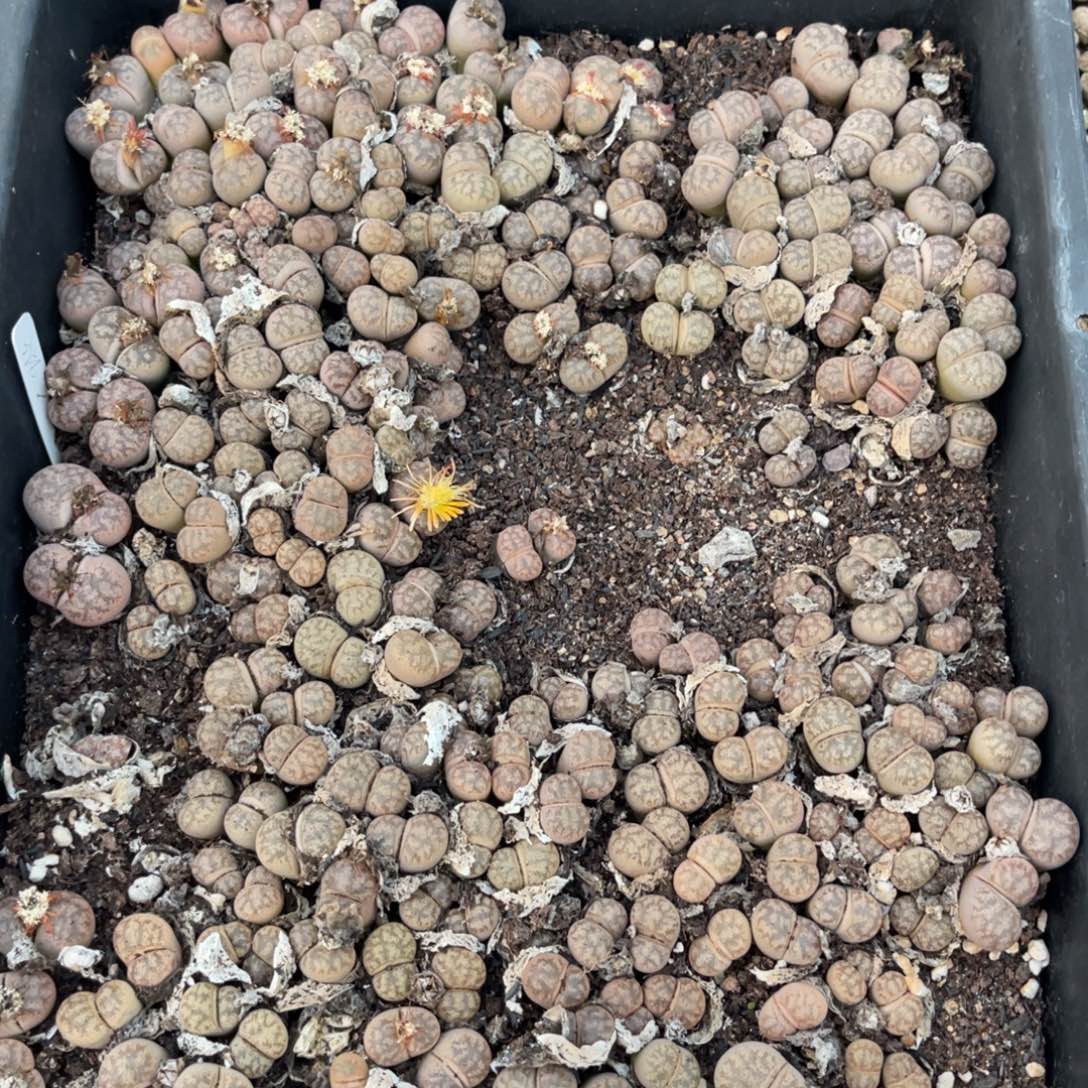 3730彩妍筐福利不售后