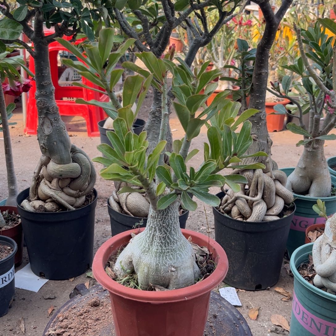 完全开放沙漠玫瑰一物一拍