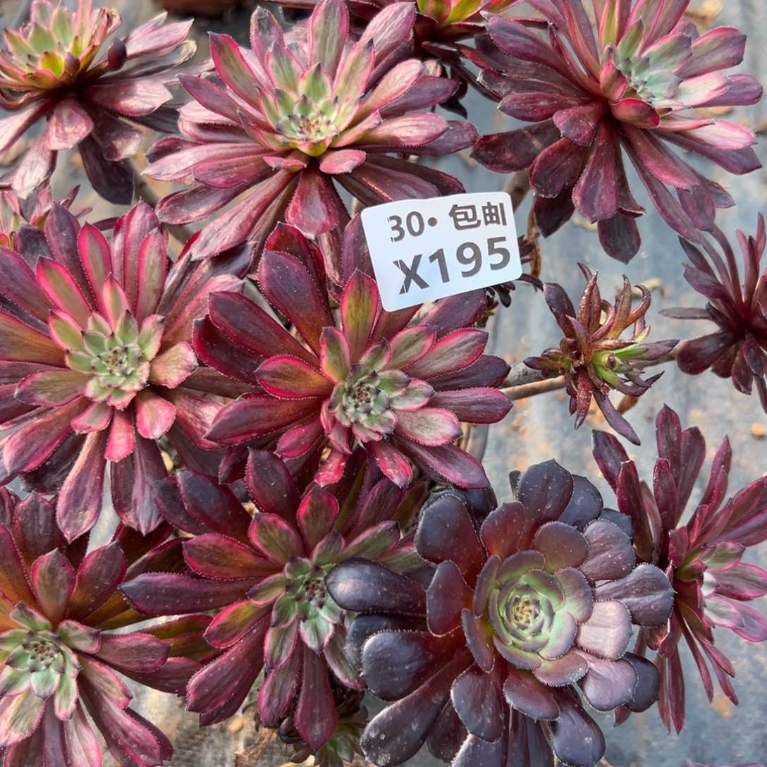 195紫霞多肉法师