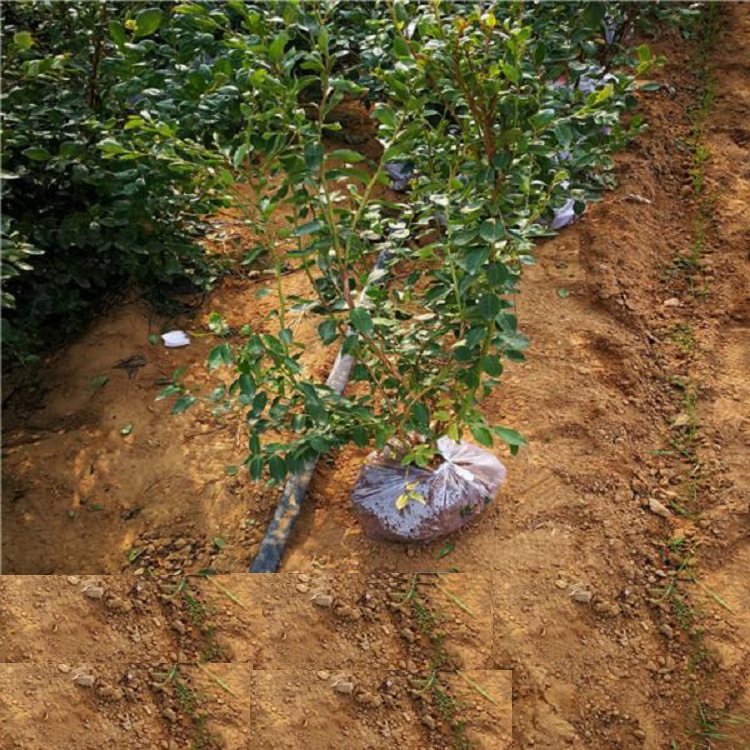 【直播间专享】L25 F6 南方北方种植盆栽地栽庭院绿植