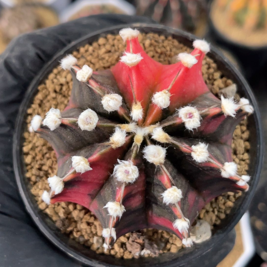 实生高送红肋骨福利