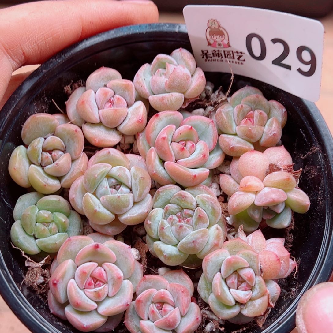 多肉植物多肉植物