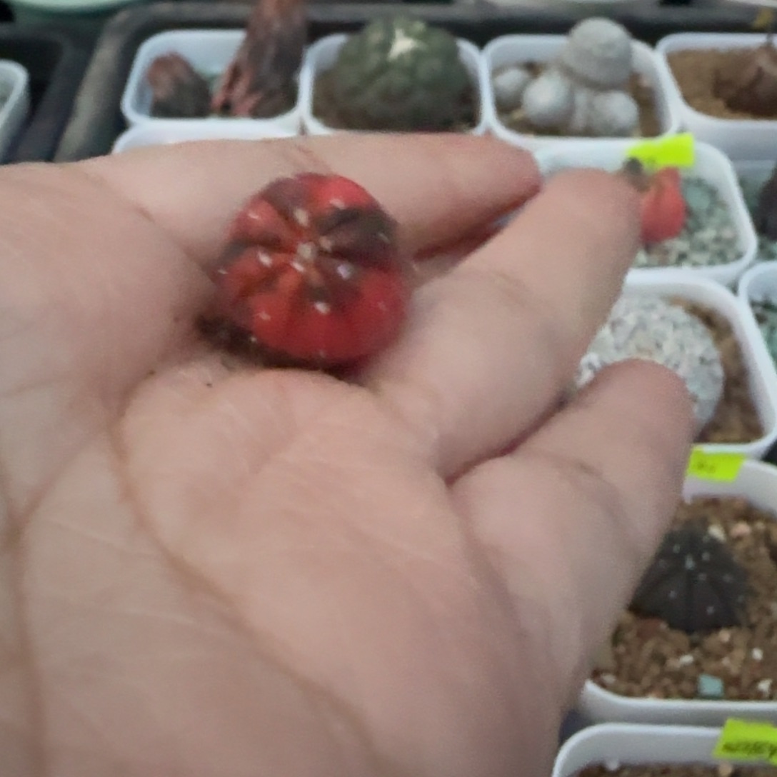 糖果兜锦，漂亮的颜色