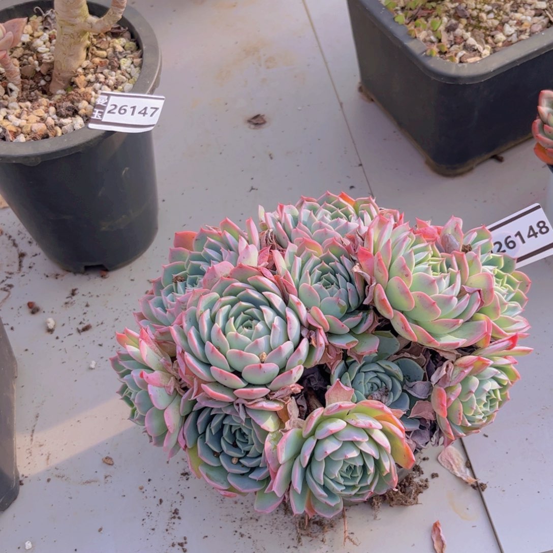 杂多肉多肉植物26148