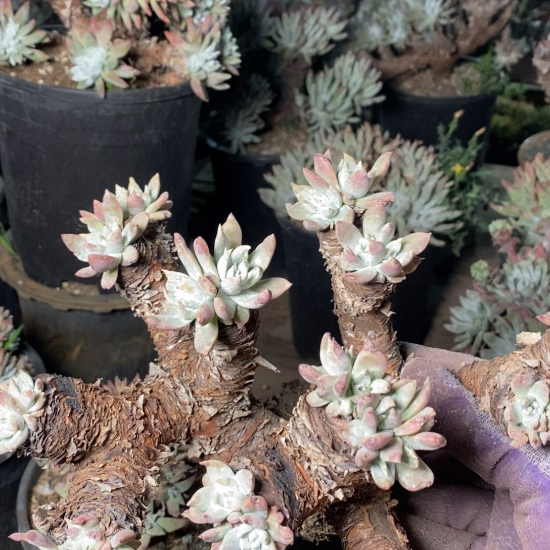 2053花哈哈哈哈哈哈哈哈哈哈哈哈多肉