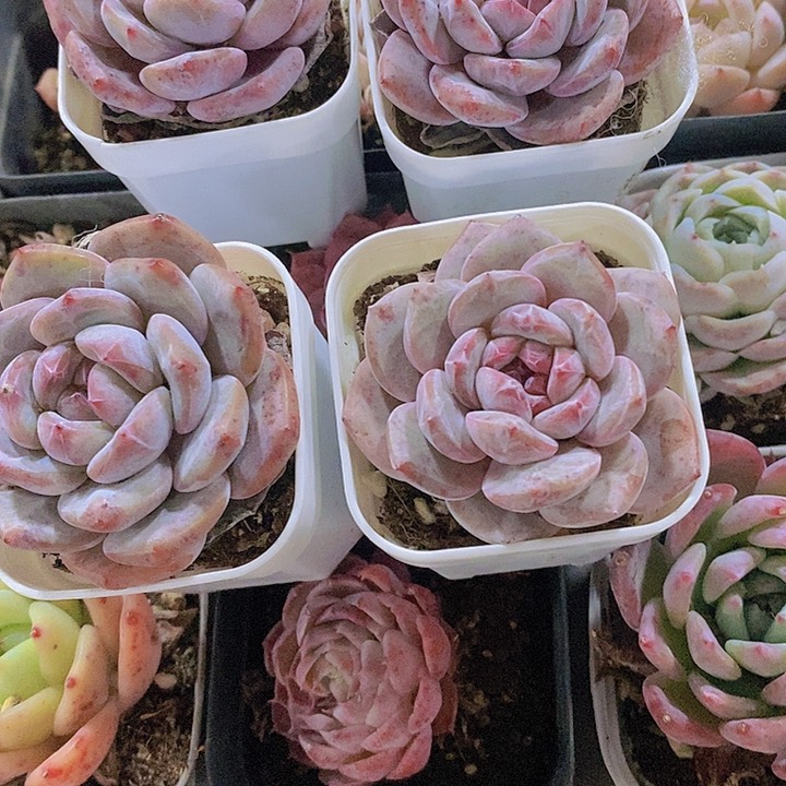 正版韩德石榴籽4